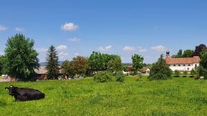 Als Hochzeitssängerin in Bronschhofen gebucht.