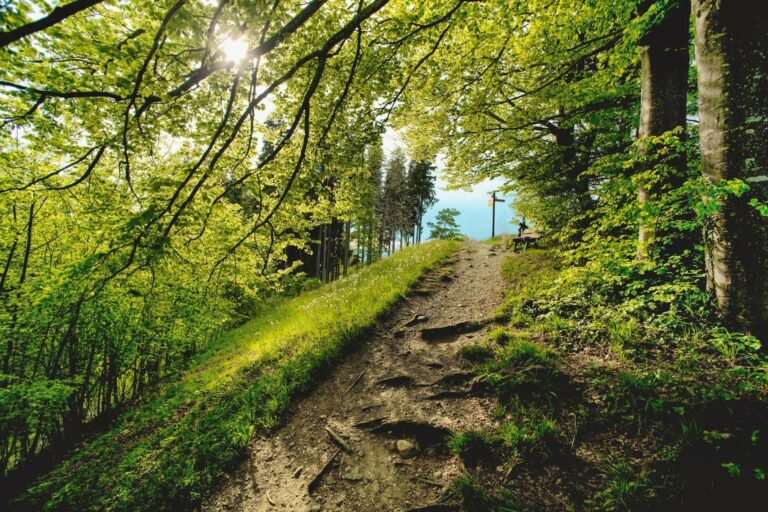 Natalie Gozzi ist Ihre Trauersängerin für Waldbestattungen und Trauerfeiern in Zürich und der ganzen Schweiz.